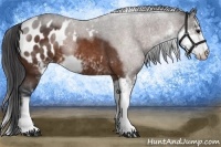 Horse Color:Bay Sabino Appaloosa 