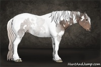 Horse Color:White Spotted Silver Black Tobiano 