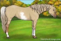 Horse Color:White Spotted Red Dun