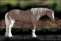 Horse Color:White Spotted Silver Black Splash