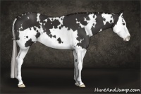 Horse Color:White Spotted Liver Chestnut Splash 