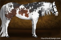 Horse Color:White Spotted Brown Splash