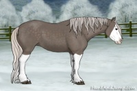 Horse Color:Silver Black Splash