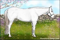 Horse Color:Smoky Blue Roan Appaloosa