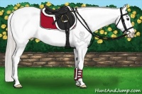 Horse Color:Silver Grullo Appaloosa