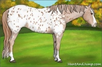 Horse Color:Chestnut Splash Appaloosa 