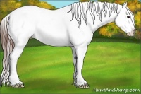 Horse Color:Bay Ice Roan Appaloosa