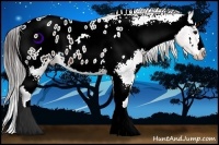 Horse Color:Brown Appaloosa 