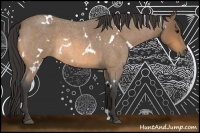 Horse Color:White Spotted Buckskin Roan Rabicano 