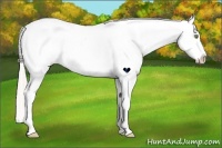 Horse Color:White Spotted Silver Amber Champagne Dun Splash Frame Appaloosa 