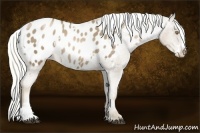 Horse Color:White Spotted Liver Chestnut Pearl Appaloosa 