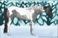 Horse Color:Blue Roan Tobiano Rabicano