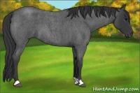 Horse Color:Blue Roan