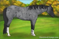 Horse Color:Blue Roan 