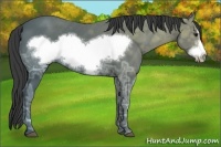 Horse Color:Smoky Black Ice Frame 