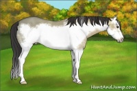 Horse Color:Buckskin Ice Dun Splash Frame 