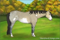 Horse Color:Buckskin Ice Dun Frame 