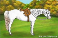 Horse Color:White Spotted Chestnut Appaloosa 