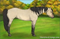 Horse Color:Buckskin Roan Dun 