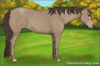 Horse Color:Classic Champagne 