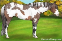 Horse Color:White Spotted Bay Frame Appaloosa