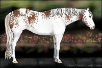 Horse Color:White Spotted Silver Bay 