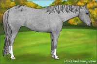 Horse Color:Black Appaloosa