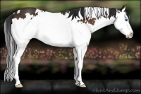 Horse Color:White Spotted Bay Splash 