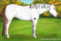 Horse Color:White Spotted Red Dun