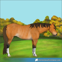 Horse Color:Gray Buckskin Rabicano 