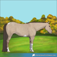 Horse Color:Classic Champagne Dun Tobiano