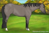 Horse Color:Grullo 