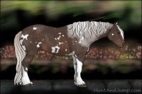 Horse Color:White Spotted Silver Brown Tobiano 