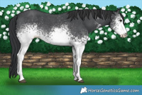 Horse Color:White Spotted Black Sabino 