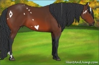 Horse Color:White Spotted Bay 