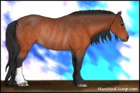 Horse Color:Brown Rabicano 