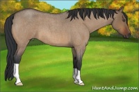 Horse Color:Bay Roan Dun