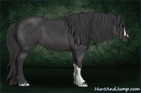 Horse Color:Smoky Black 