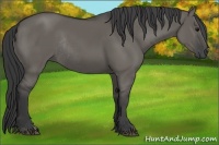 Horse Color:Grullo Rabicano 