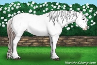 Horse Color:Brown Splash Varnish 