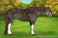 Horse Color:Liver Chestnut Ice