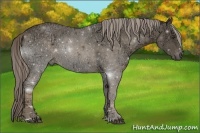 Horse Color:Chocolate Palomino Ice Sabino Rabicano