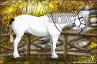 Horse Color:Buckskin Roan Dun Blanket 