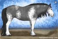 Horse Color:White Spotted Blue Roan 