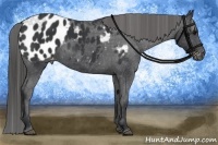 Horse Color:Black Appaloosa
