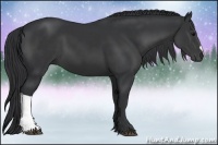Horse Color:Black 