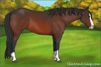 Horse Color:Bay Splash 