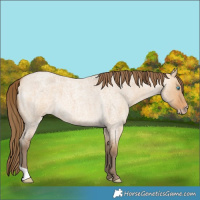Horse Color:Gray Perlino Roan Dun 