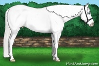 Horse Color:Silver Amber Cream Champagne Pearl Dun Appaloosa Rabicano 
