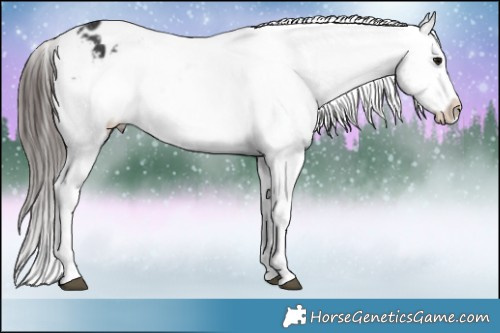 Horse Color:White Spotted Brown Appaloosa 